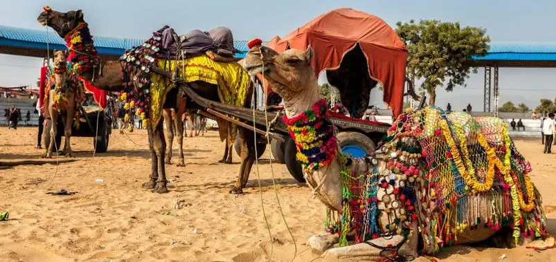 Pushkar Camel Fair